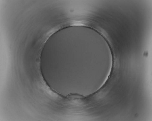 X0000113060385200909182006