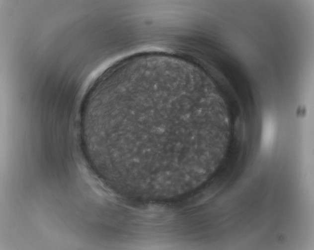 X0000113060388200909182006