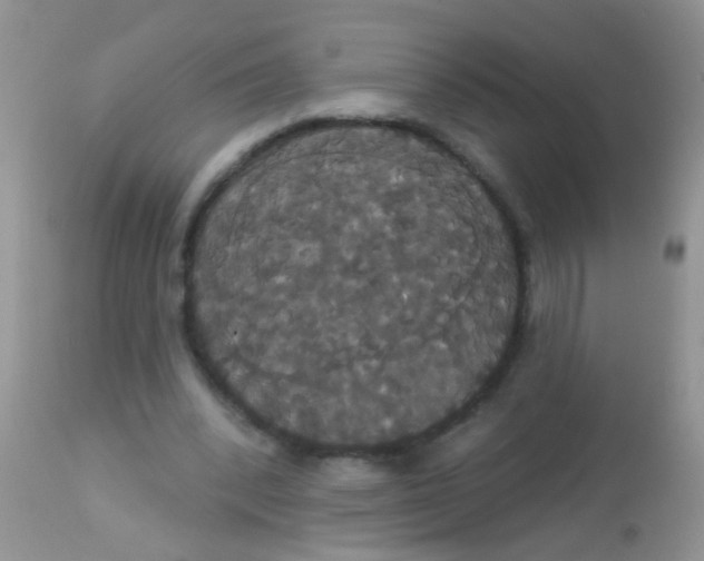 X0000113060392200909182006