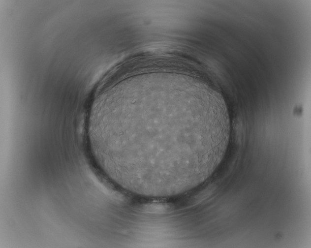 X0000113060404200909182006