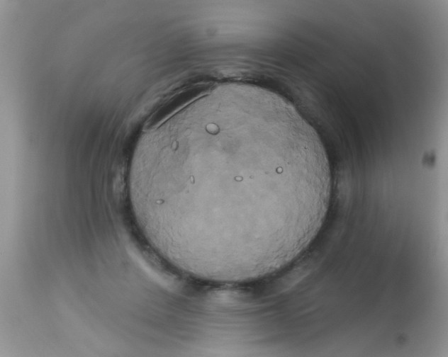 X0000113060408200909182006