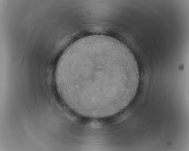 X0000113060416200909182006