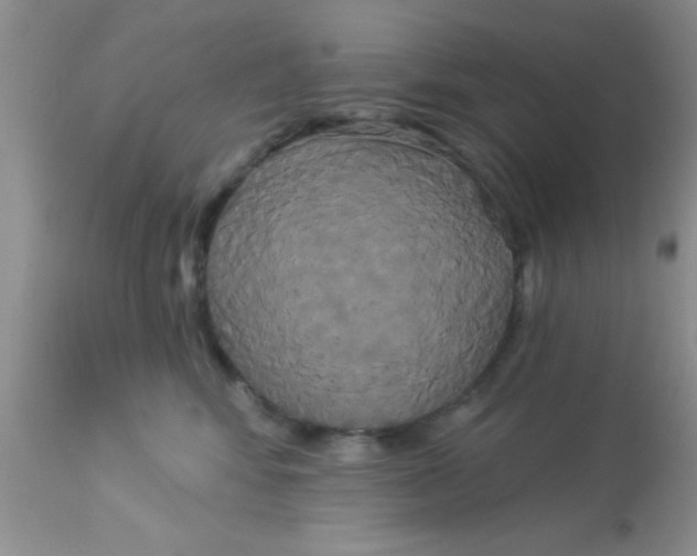 X0000113060424200909182005