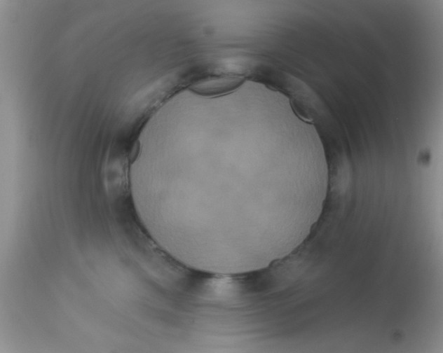 X0000113060425200909182005