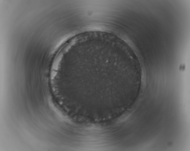 X0000113060434200909182005