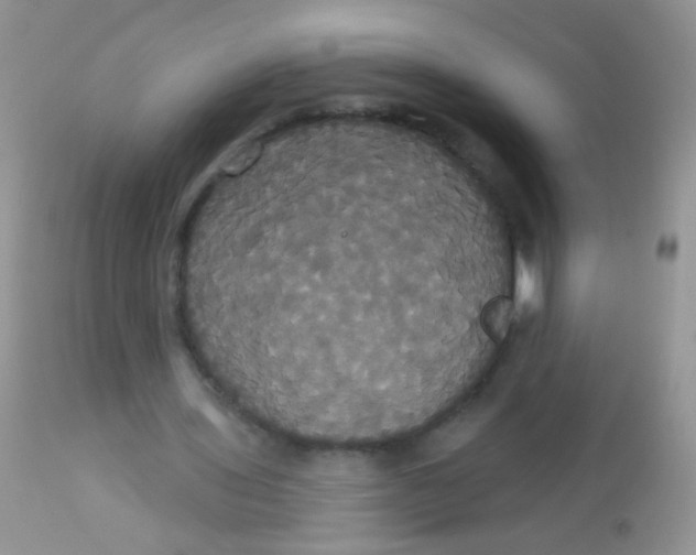 X0000113060435200909182005