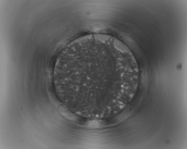 X0000113060461200909182005