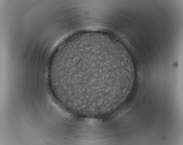 X0000113060539200909182003