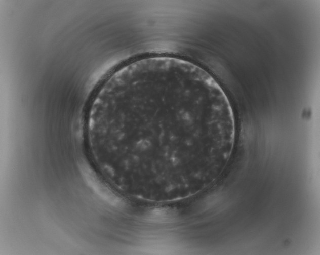 X0000113060584200909182003