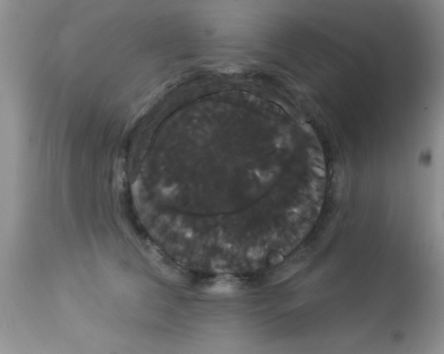 X0000113060612200909182003