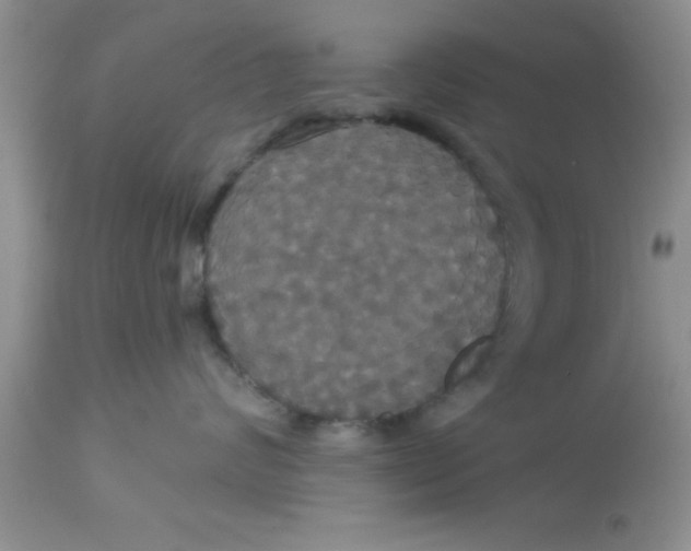 X0000113060624200909182002
