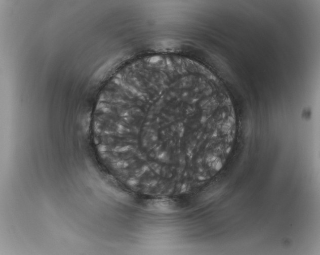 X0000113060652200909182002