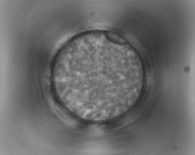 X0000113060680200909182001