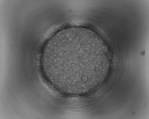 X0000113060738200909182000