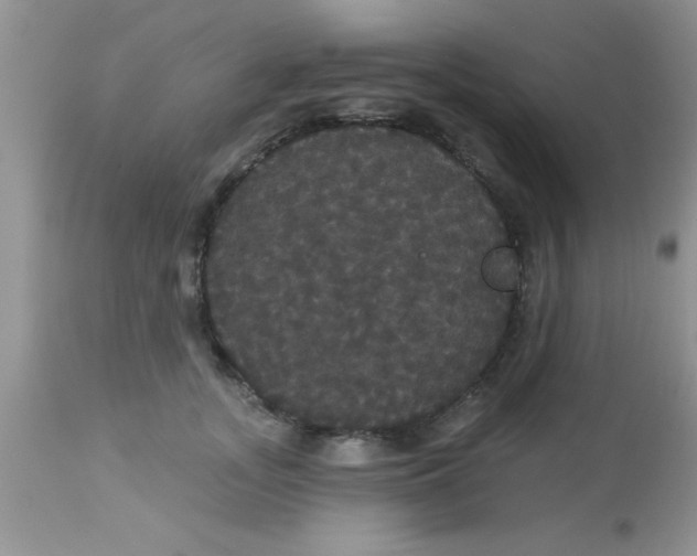 X0000113060755200909182001
