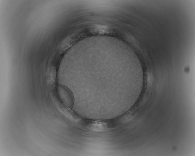 X0000113060760200909182001
