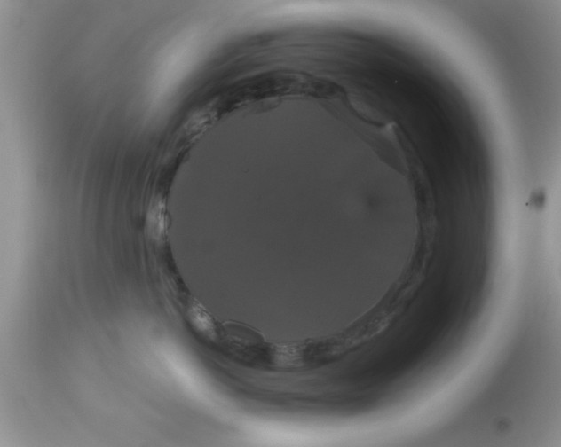 X0000113060766200909182001