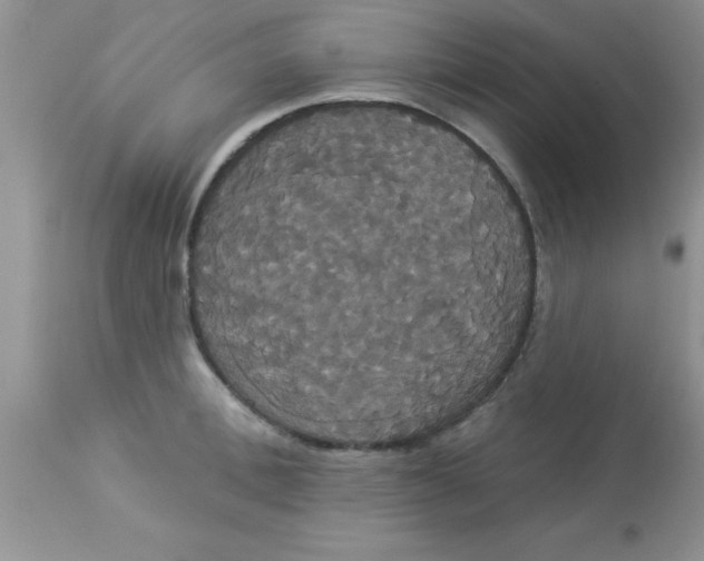 X0000113060996200909181956