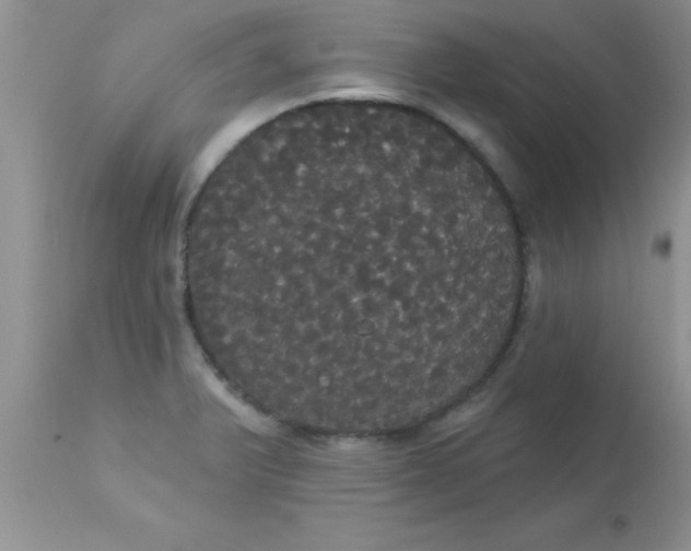 X0000113061375200909181950