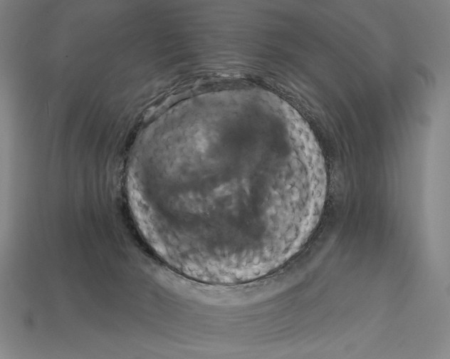X0000113060030200909250918