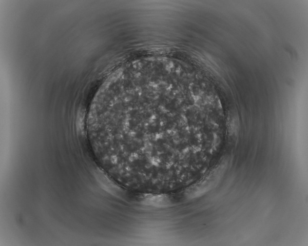 X0000113060185200909250916