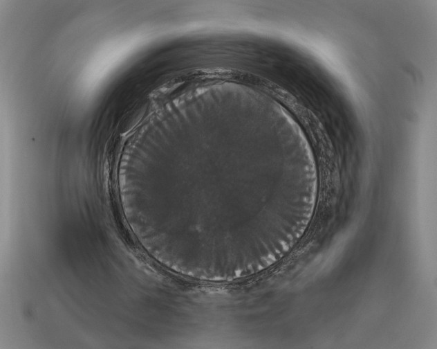 X0000113060194200909250915