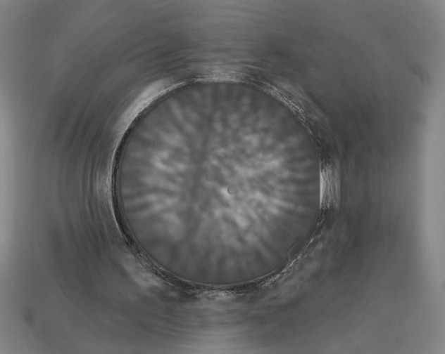 X0000113060195200909250915