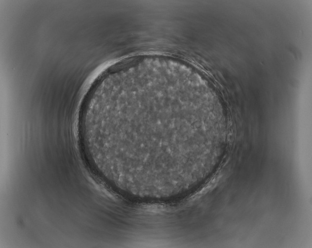 X0000113060200200909250915