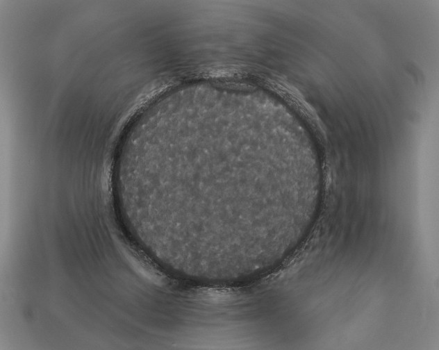 X0000113060250200909250914