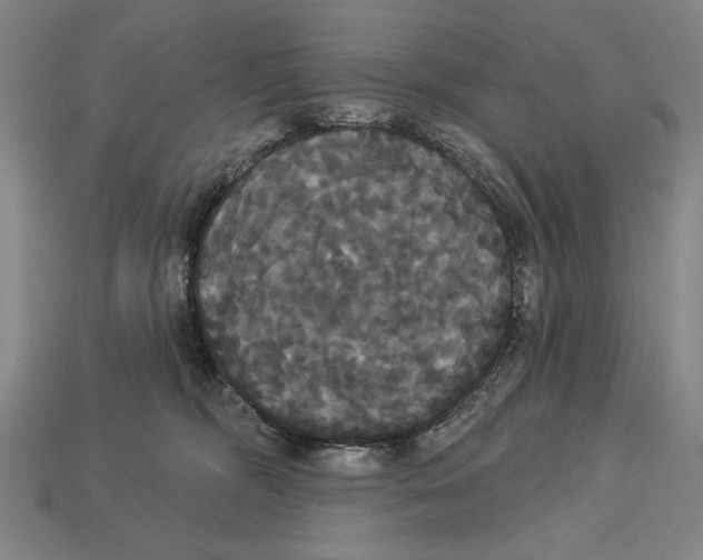 X0000113060326200909250914