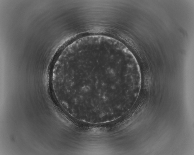 X0000113060584200909250910