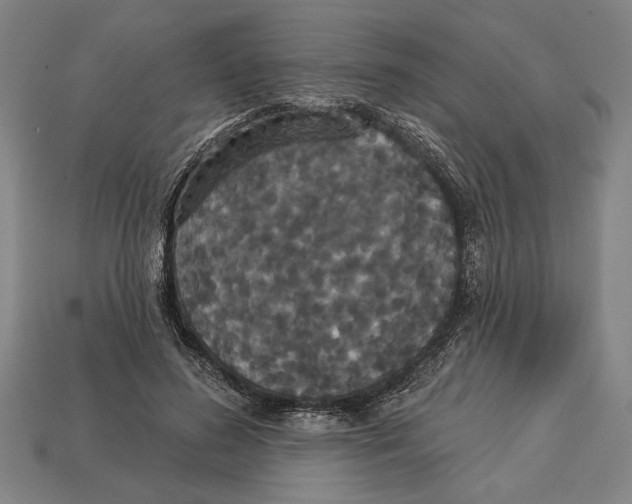 X0000113060596200909250910