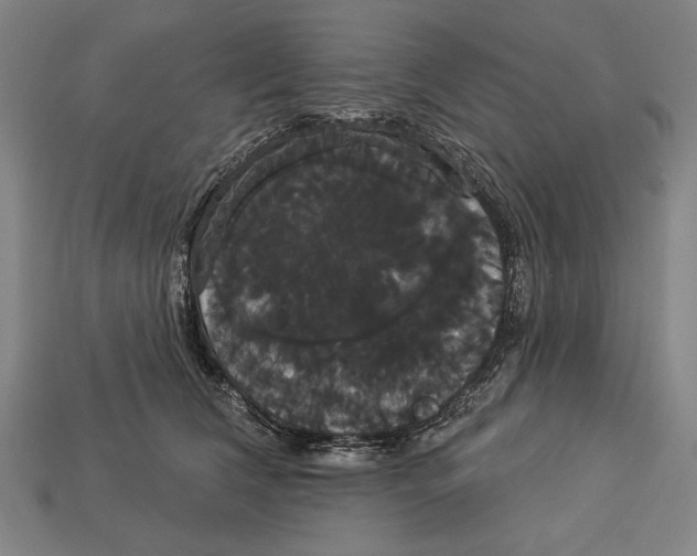 X0000113060612200909250910