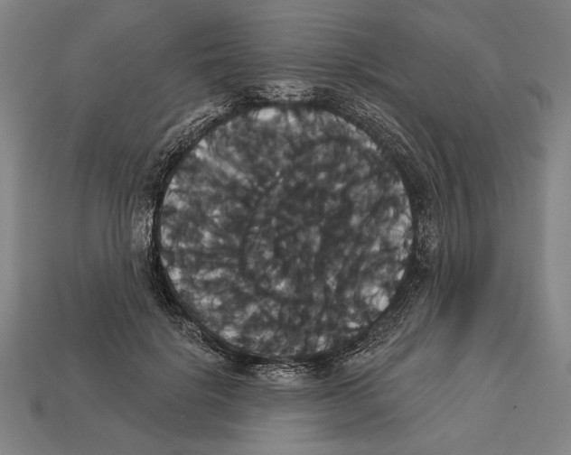 X0000113060652200909250910