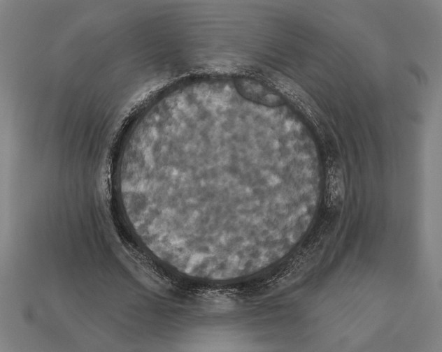 X0000113060680200909250909