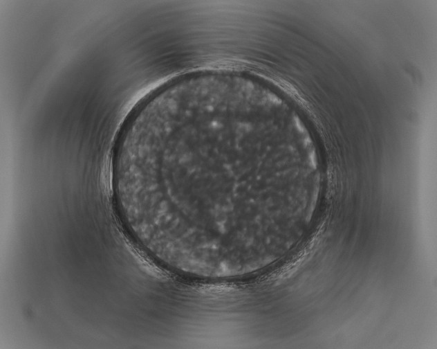 X0000113060838200909250907