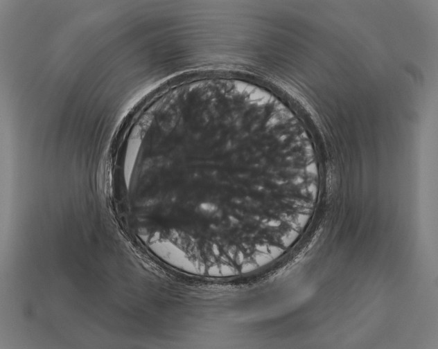 X0000113060925200909250906