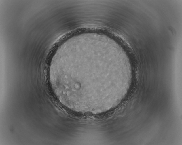 X0000113060968200909250905