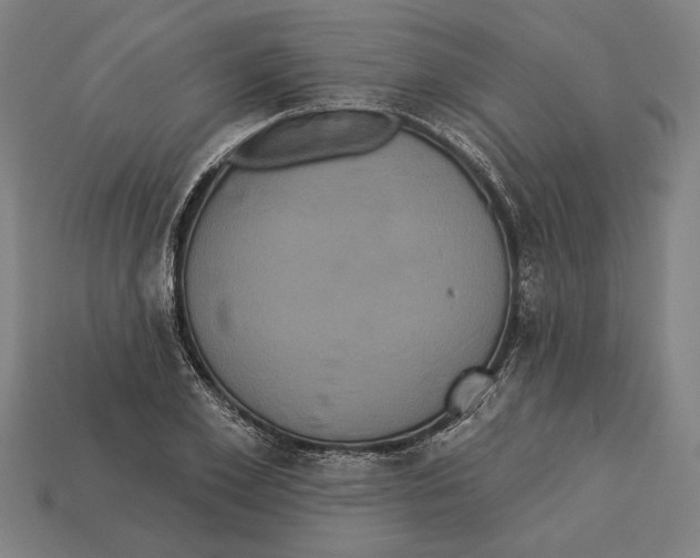 X0000113060981200909250905