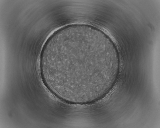 X0000113060996200909250905