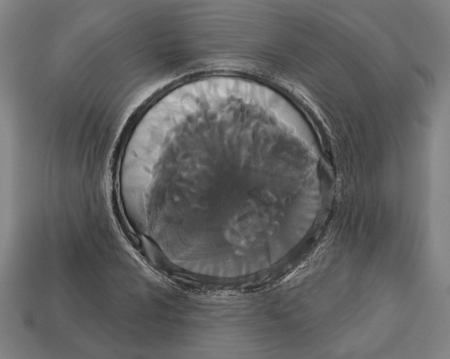 X0000113061024200909250904