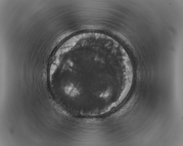 X0000113061025200909250904