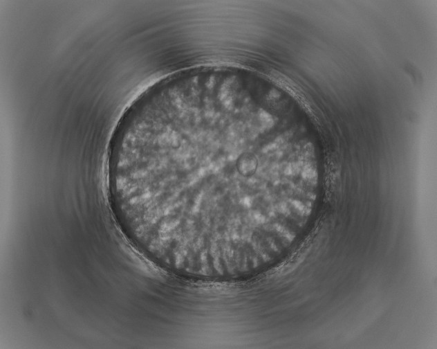 X0000113061076200909250904