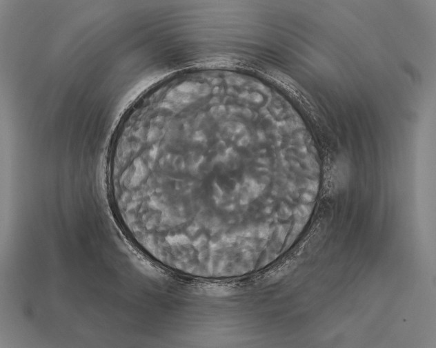 X0000113061086200909250904