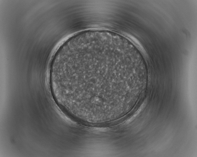 X0000113061196200909250902