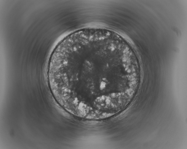 X0000113061248200909250902