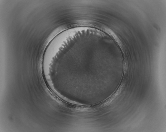 X0000113061386200909250859