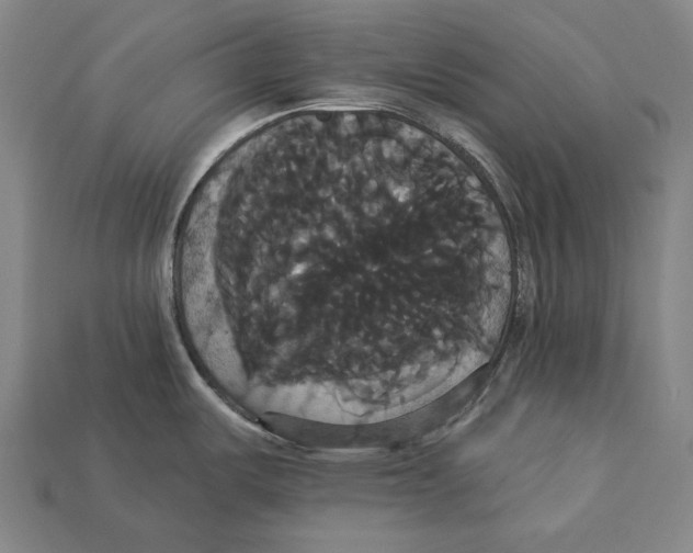 X0000113061487200909250858