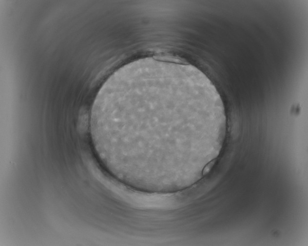 X0000113060036200910091154