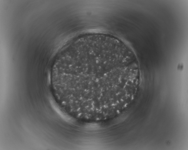 X0000113060061200910091153